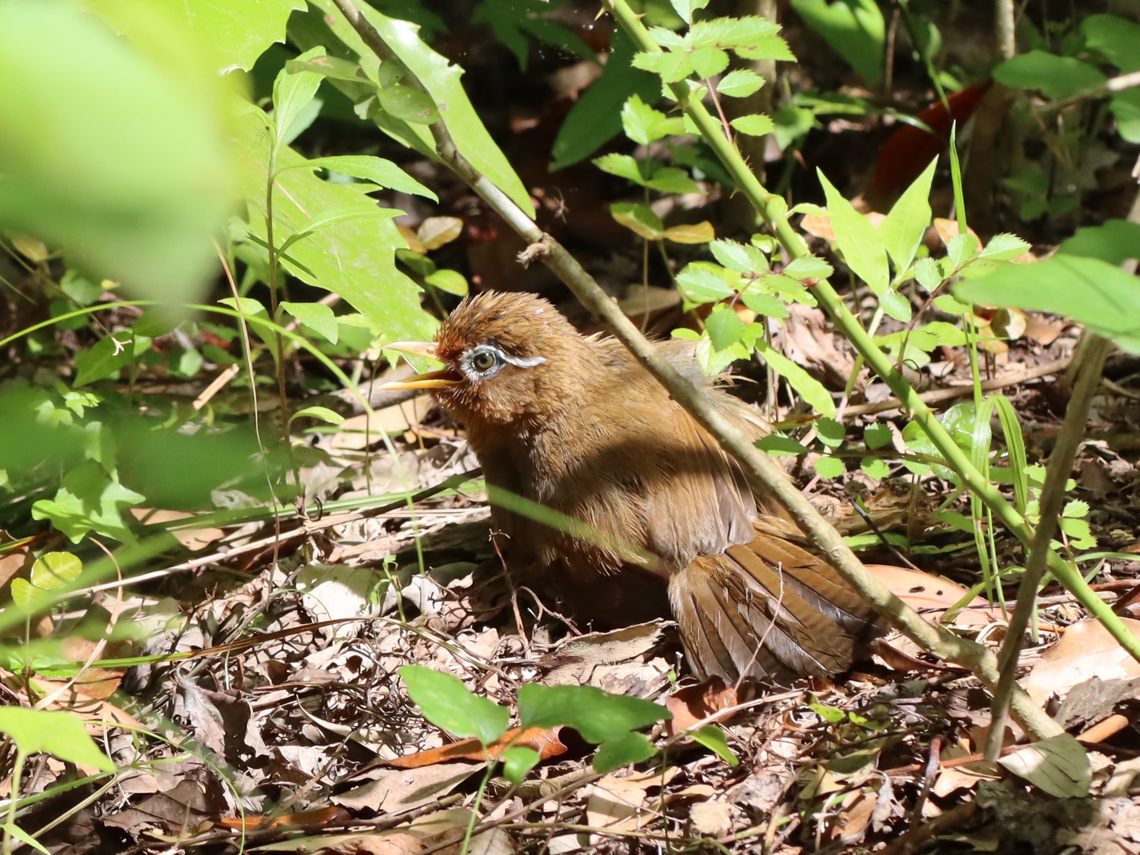 ガビチョウ